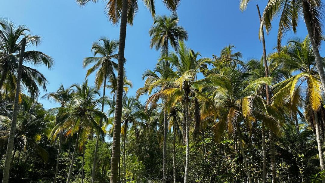 Photo of Others in Mata de Platano