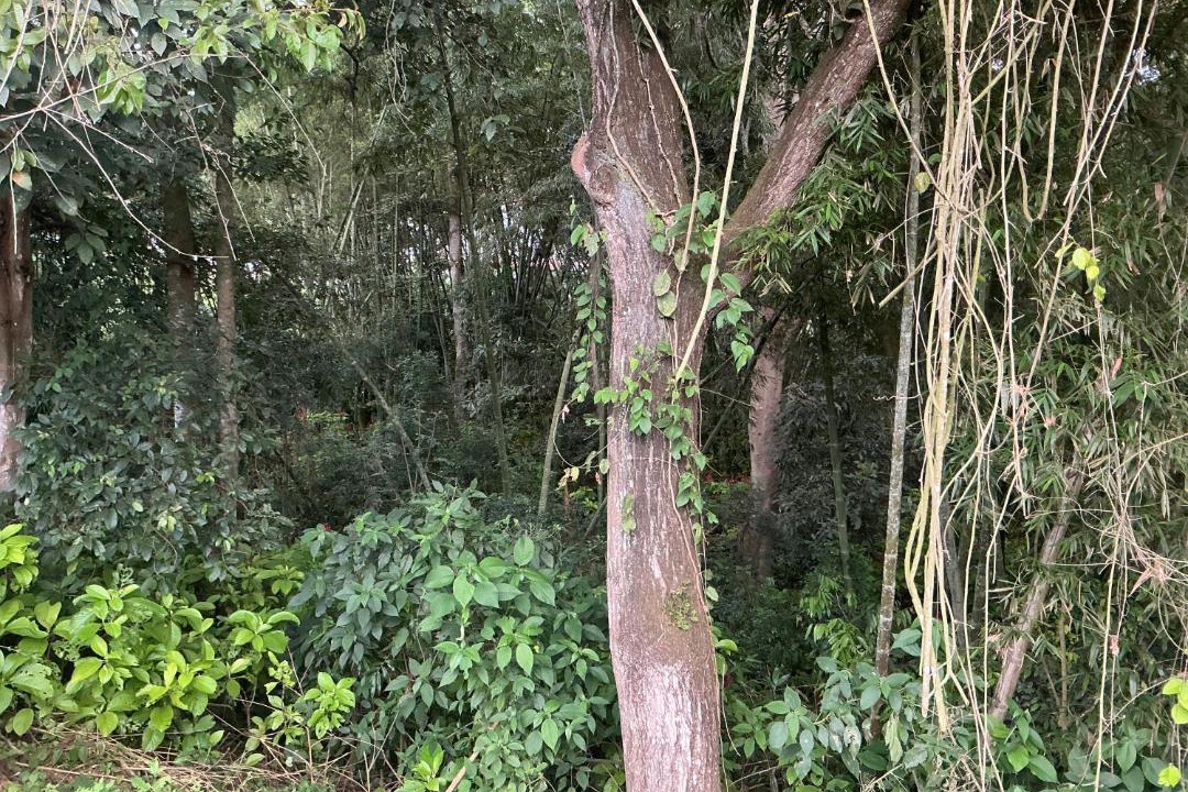 Photo of Others in Curiti