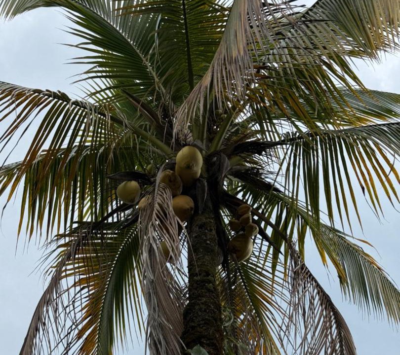 Photo of Others in La Vega