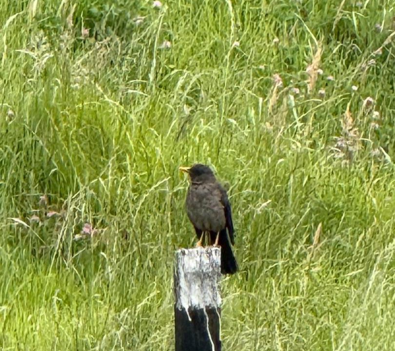Photo of Others in Guatavita