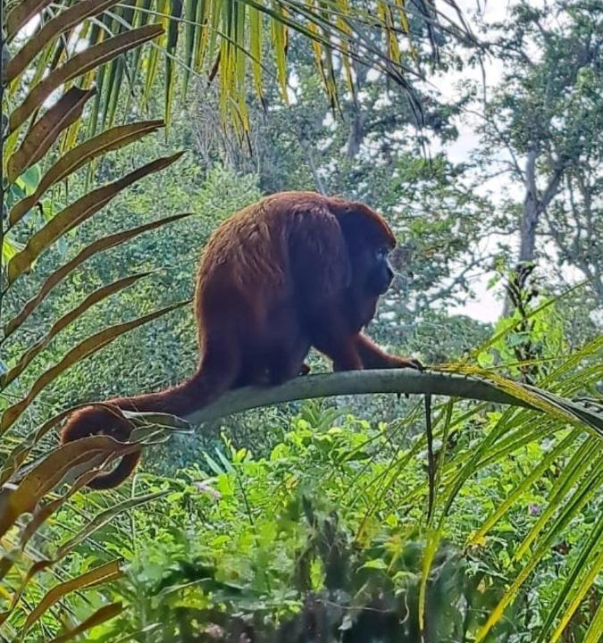 Photo of Others in Guachaca