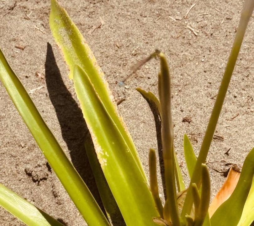 Photo of Others in San Bernardo del Viento