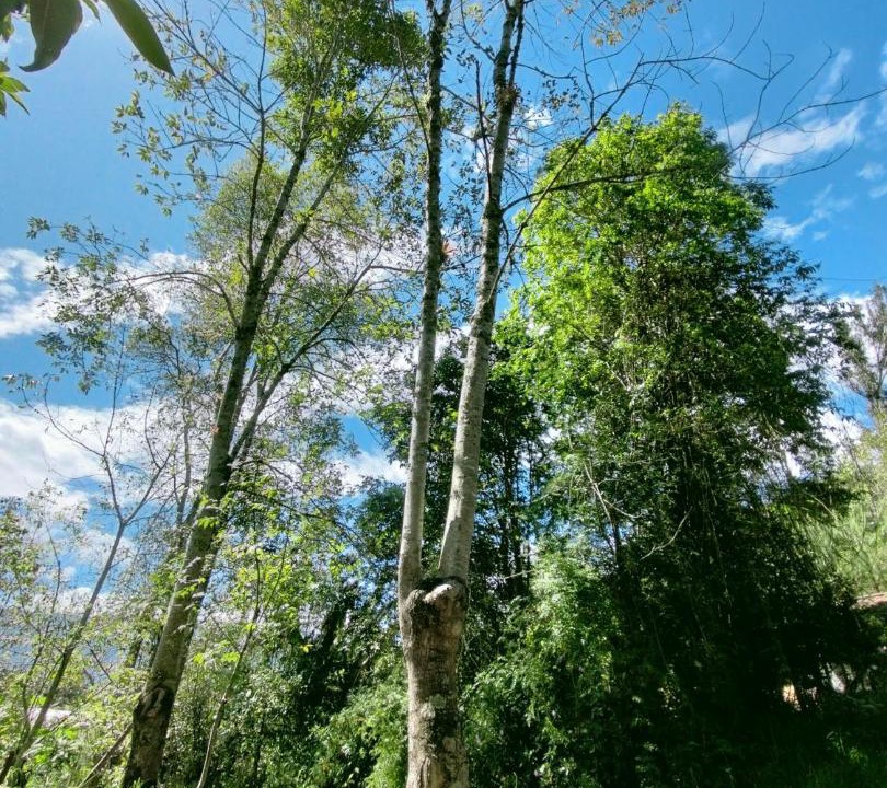 Photo of Others in Gachantiva