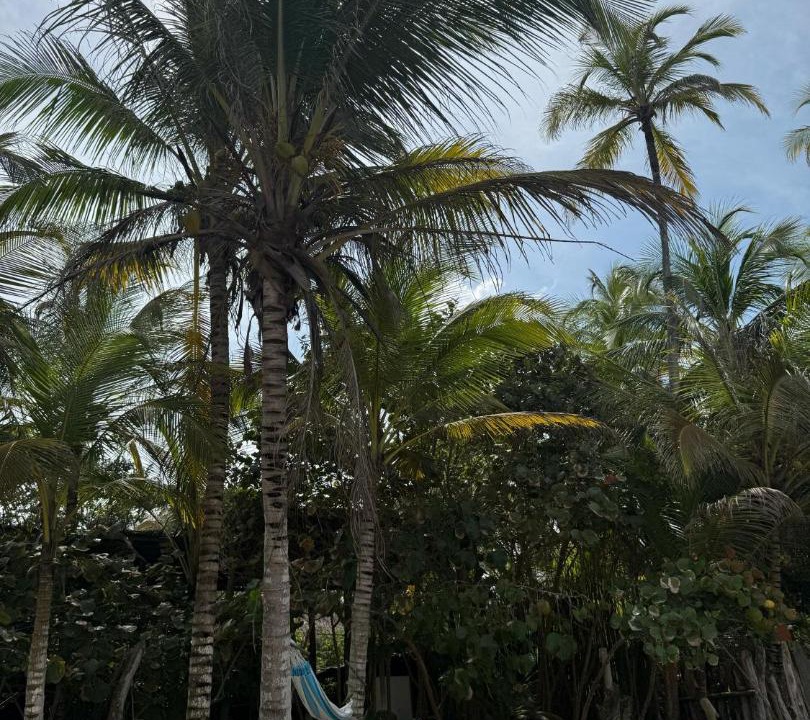 Photo of Others in Guachaca