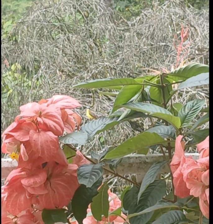 Photo of Others in La Vega