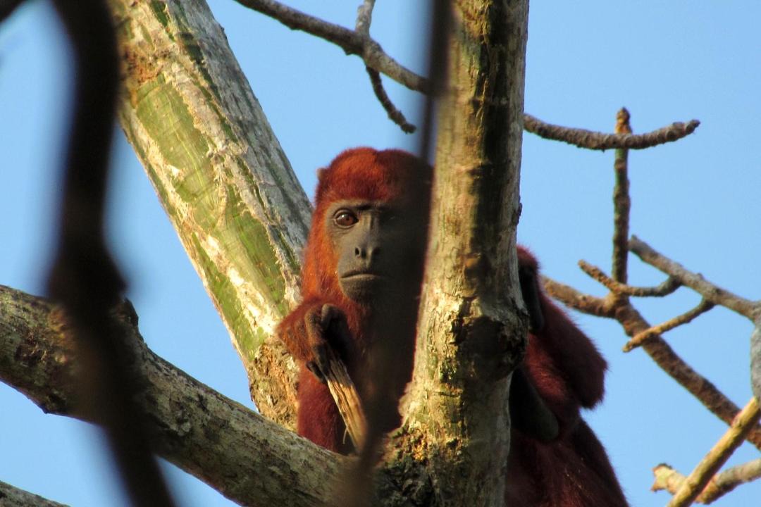 Photo of Others in Usiacuri