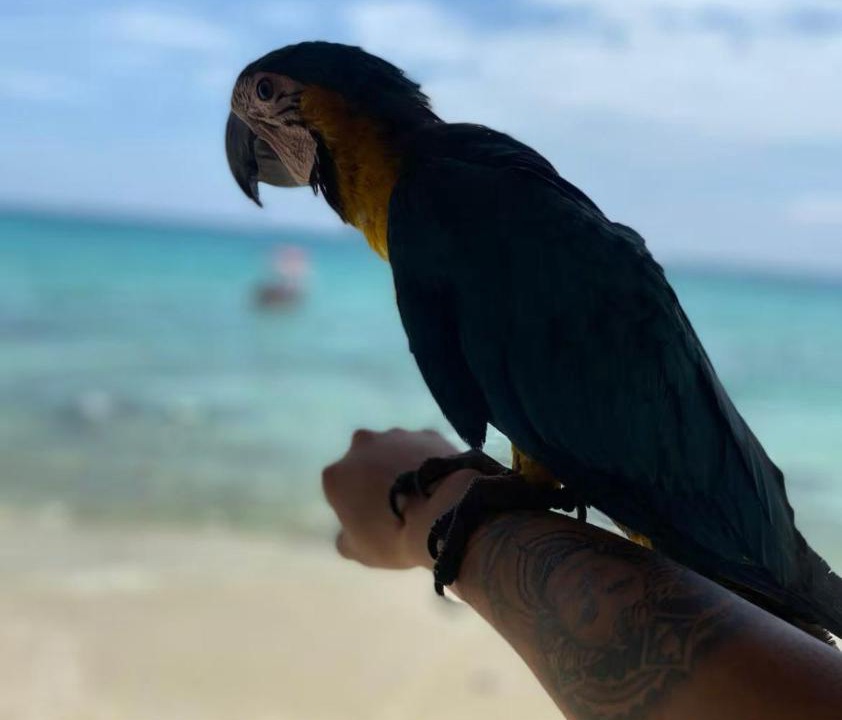 Photo of Others in Bocachica