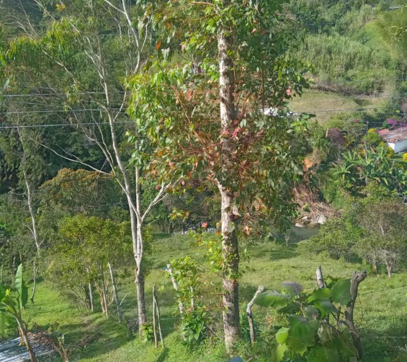 Photo of Others in Concepcion