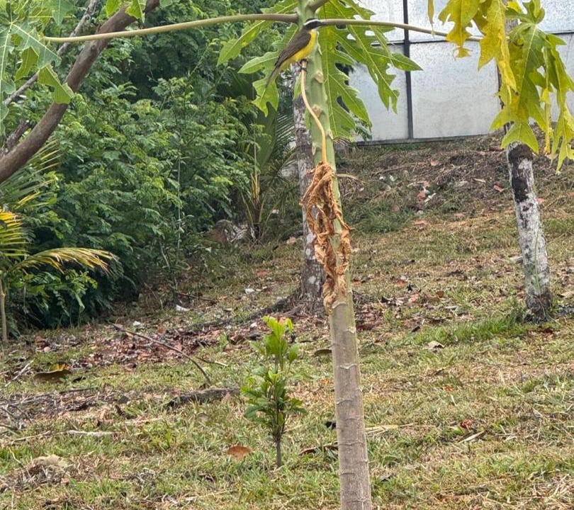 Photo of Others in Nocaima