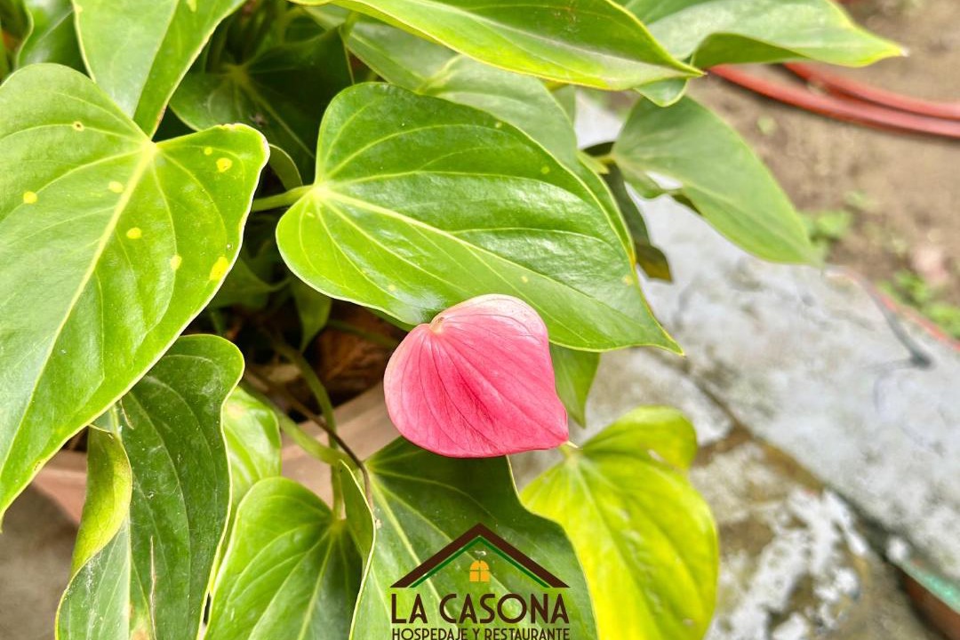Photo of Outdoor in Arauca