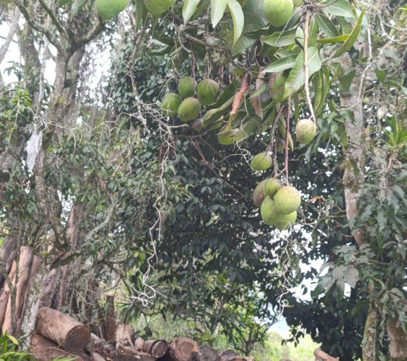 Photo of Others in Pacho