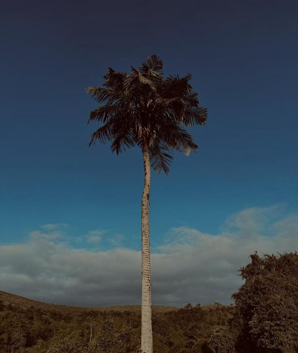 Photo of Others in Alegrias