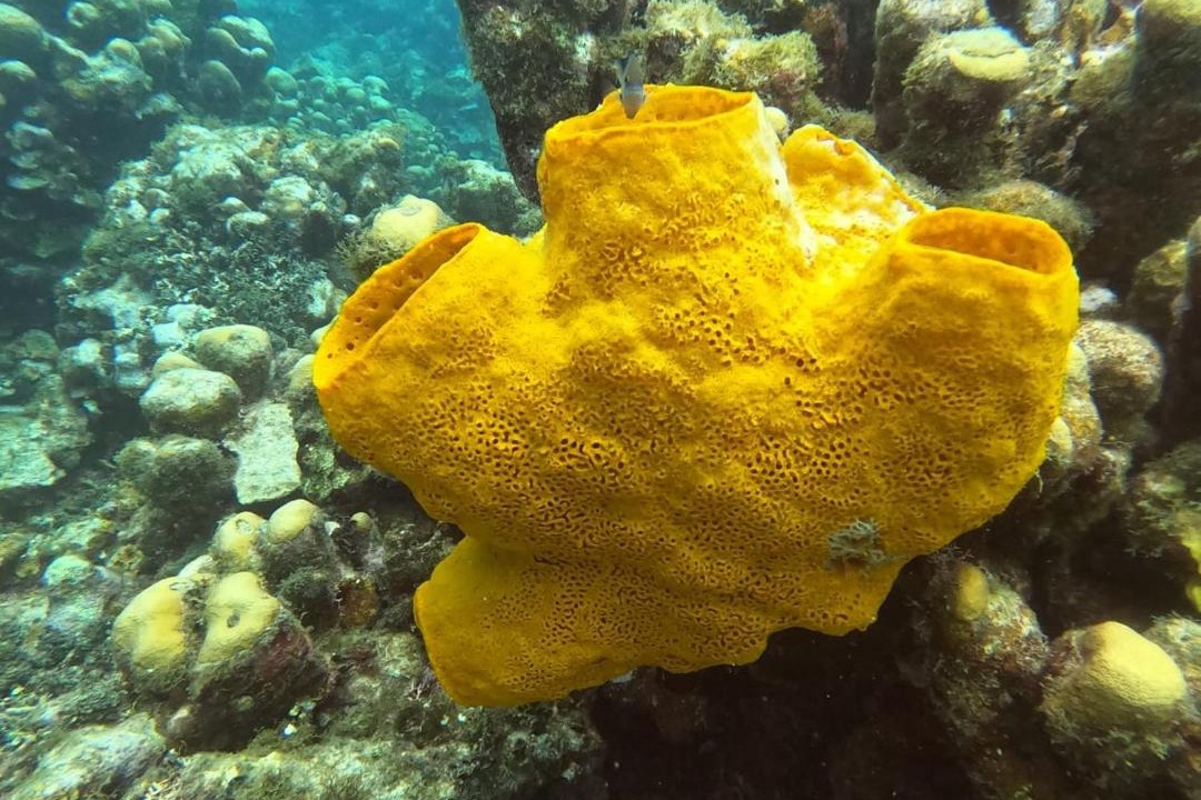 Photo of Others in Isla Tintipan