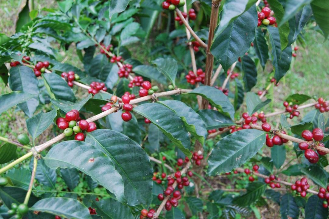 Photo of Others in Cumaca