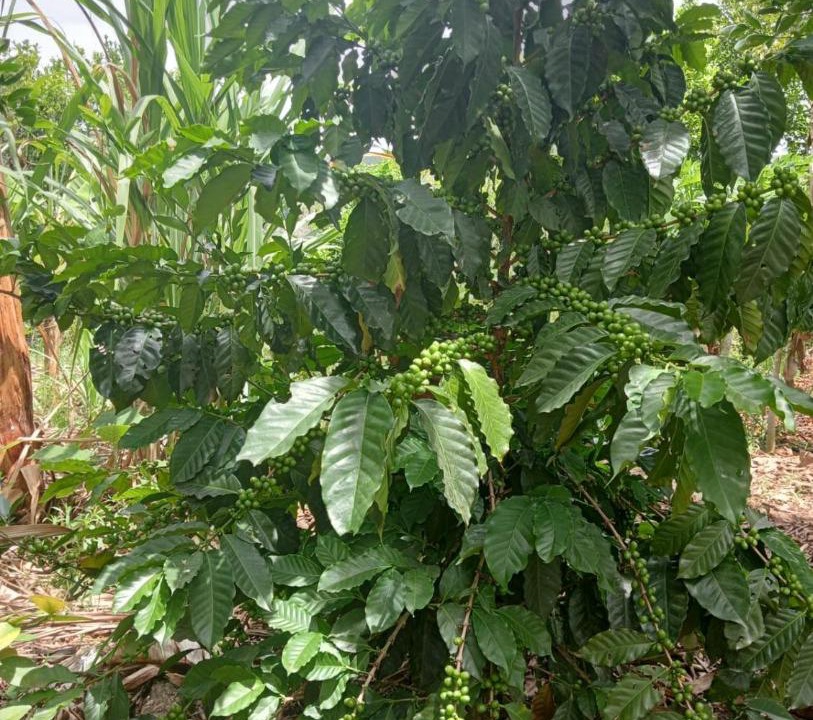 Photo of Others in Curiti