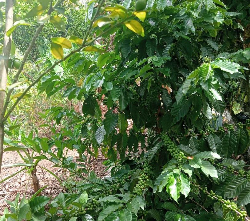 Photo of Others in Curiti