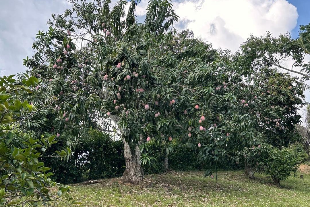 Photo of Others in Anapoima