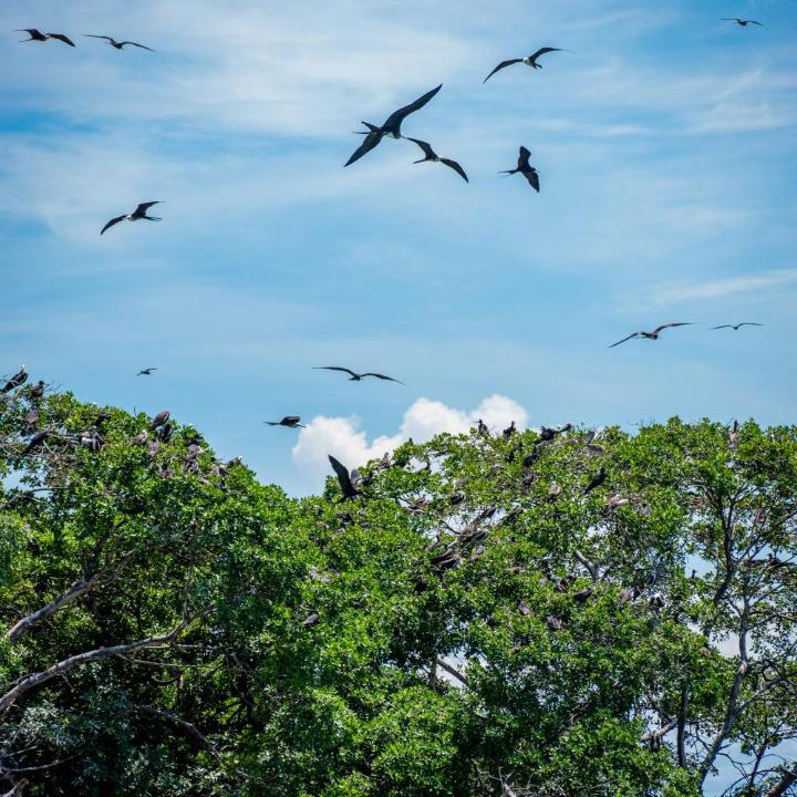 Photo of Others in Rosario Islands