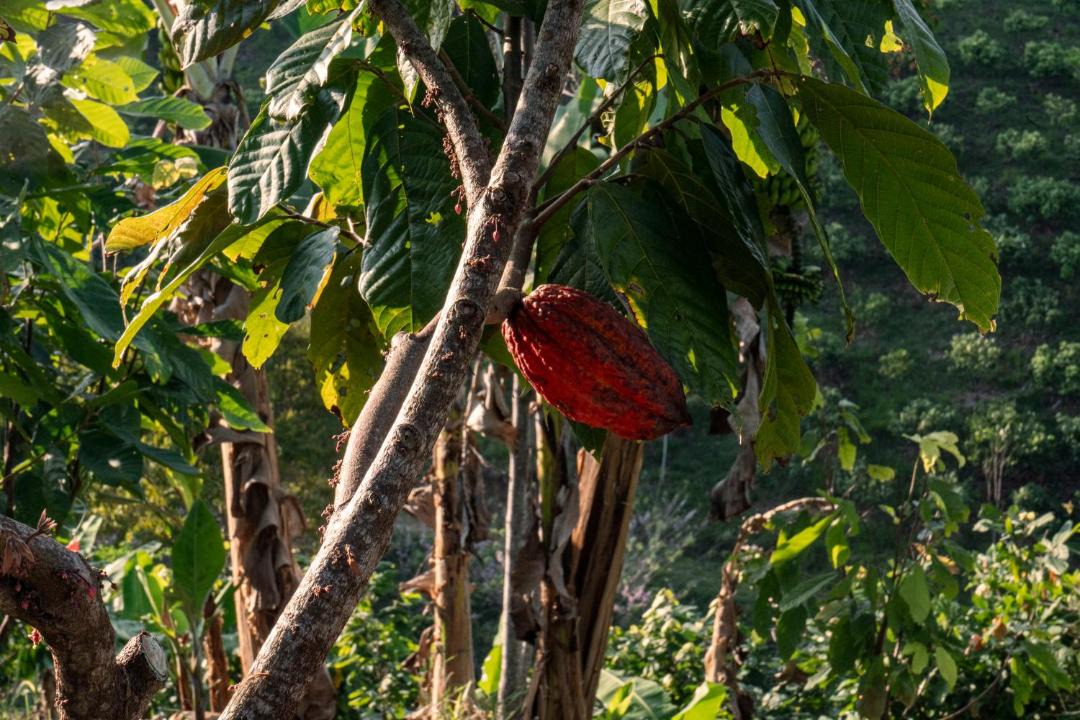 Photo of Others in Yolombo