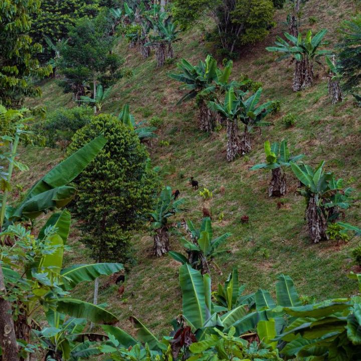 Photo of Others in Yolombo