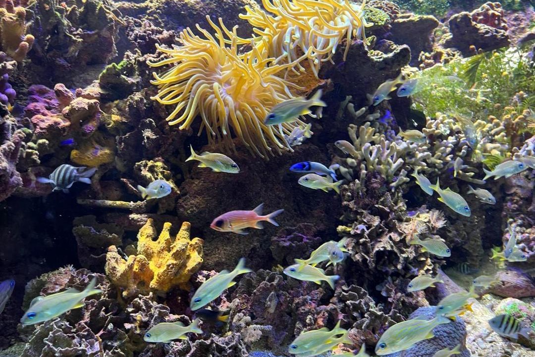 Photo of Others in Rosario Islands