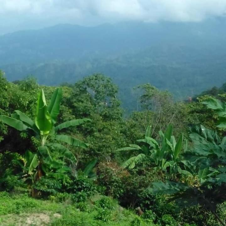 Photo of Others in Minca