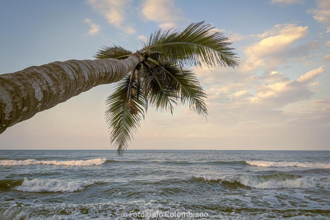 Photo of Others in Palomino