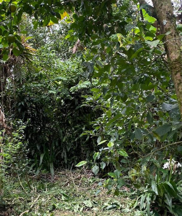 Photo of Others in Suaita