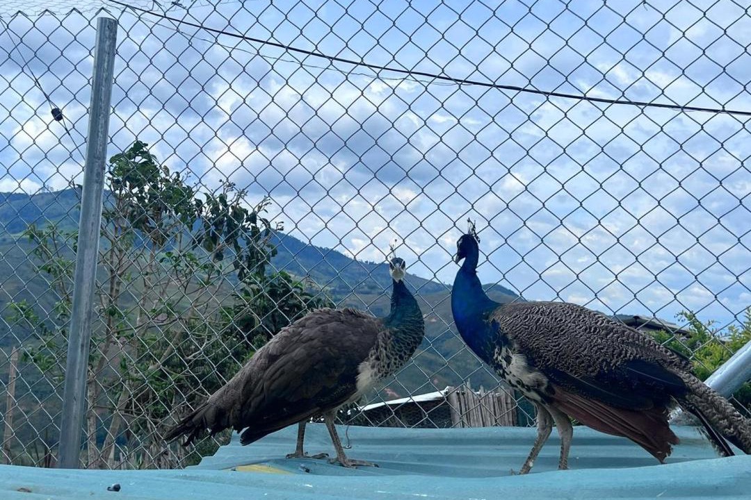 Photo of Others in Yotoco