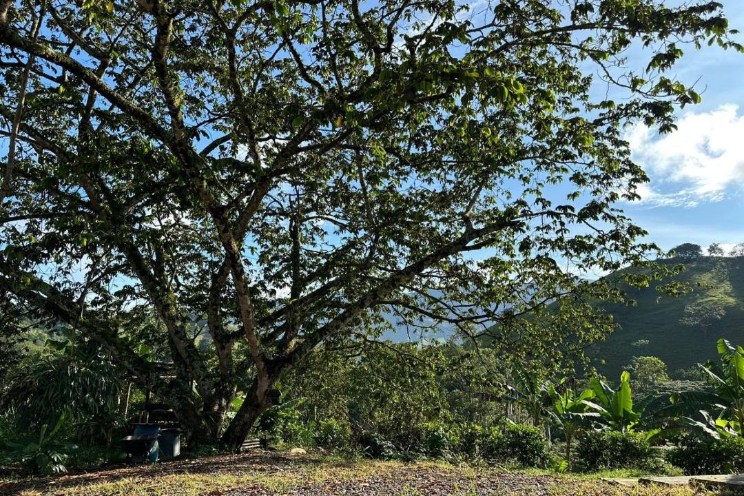 Photo of Others in Betania