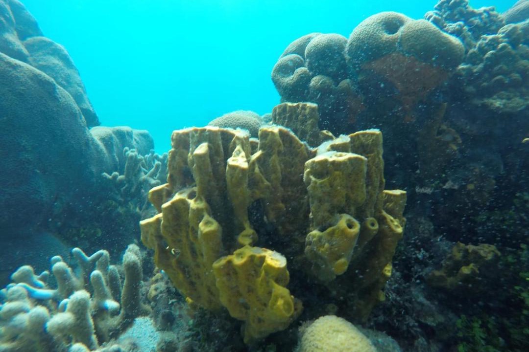 Photo of Others in Rosario Islands