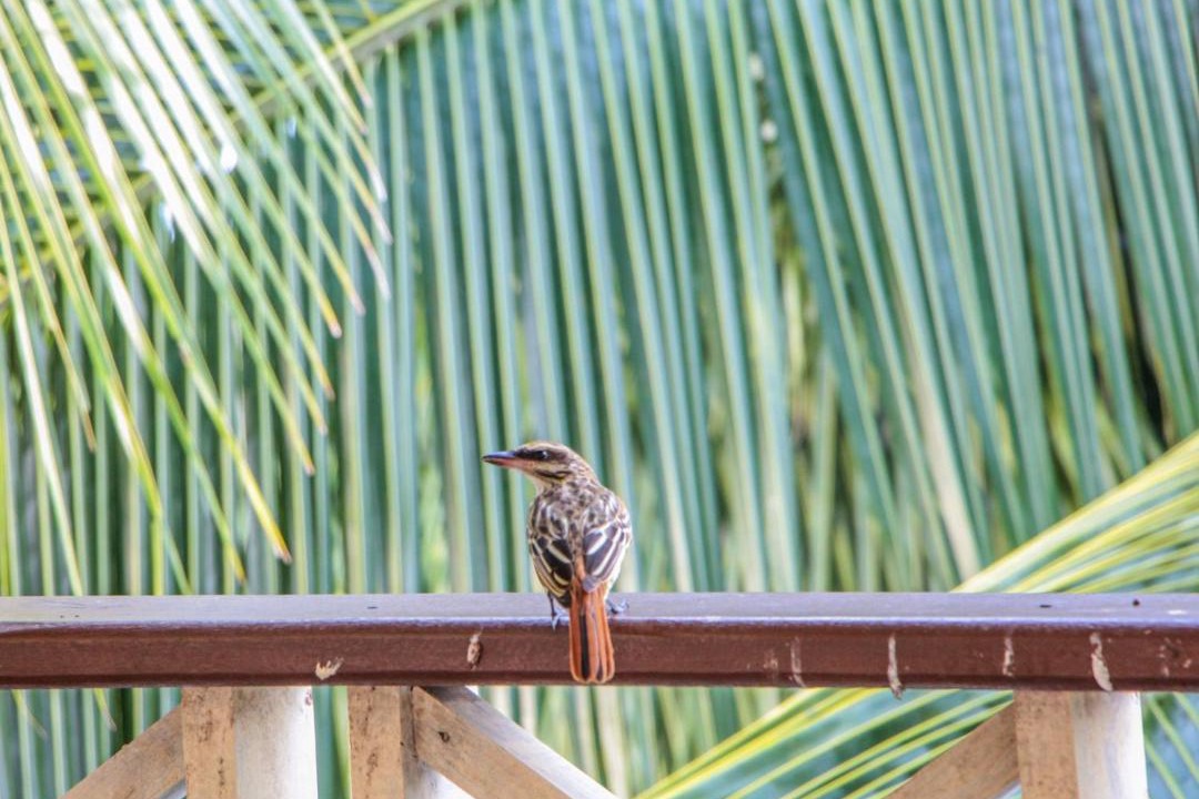 Photo of Others in Bahia Solano