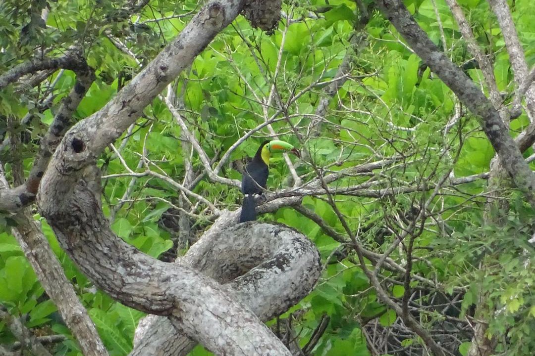 Photo of Others in Canaveral