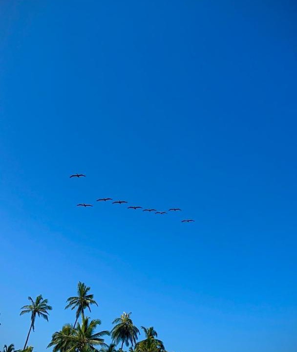 Photo of Others in Canaveral