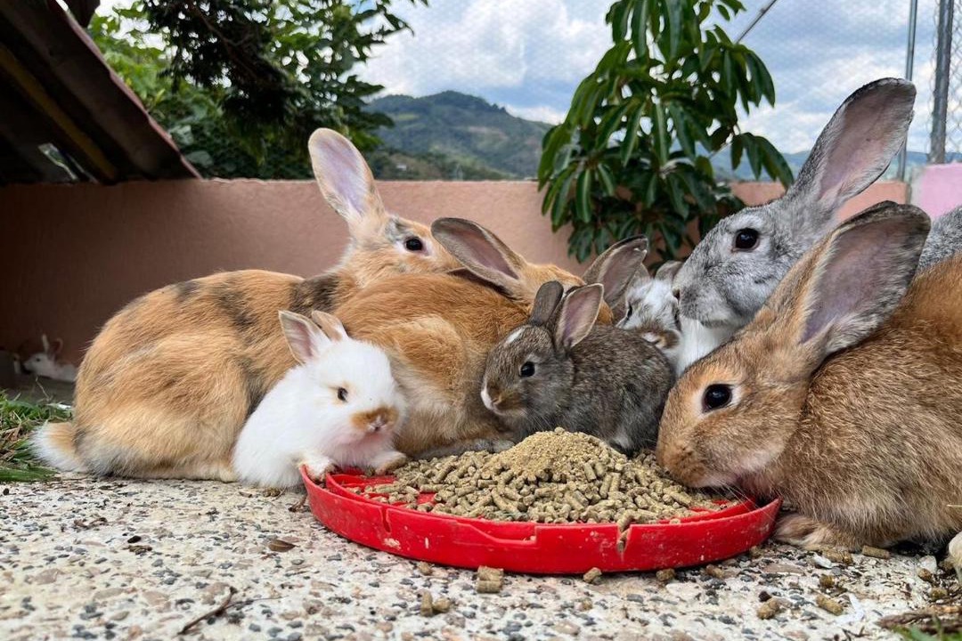 Photo of Others in Yotoco