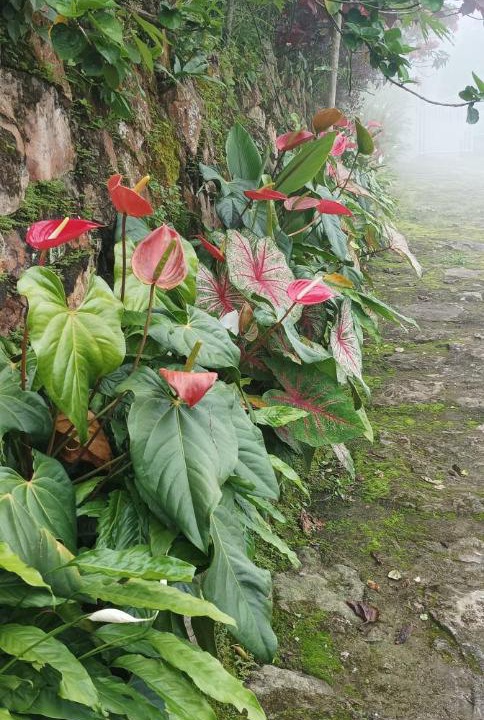 Photo of Others in Viota