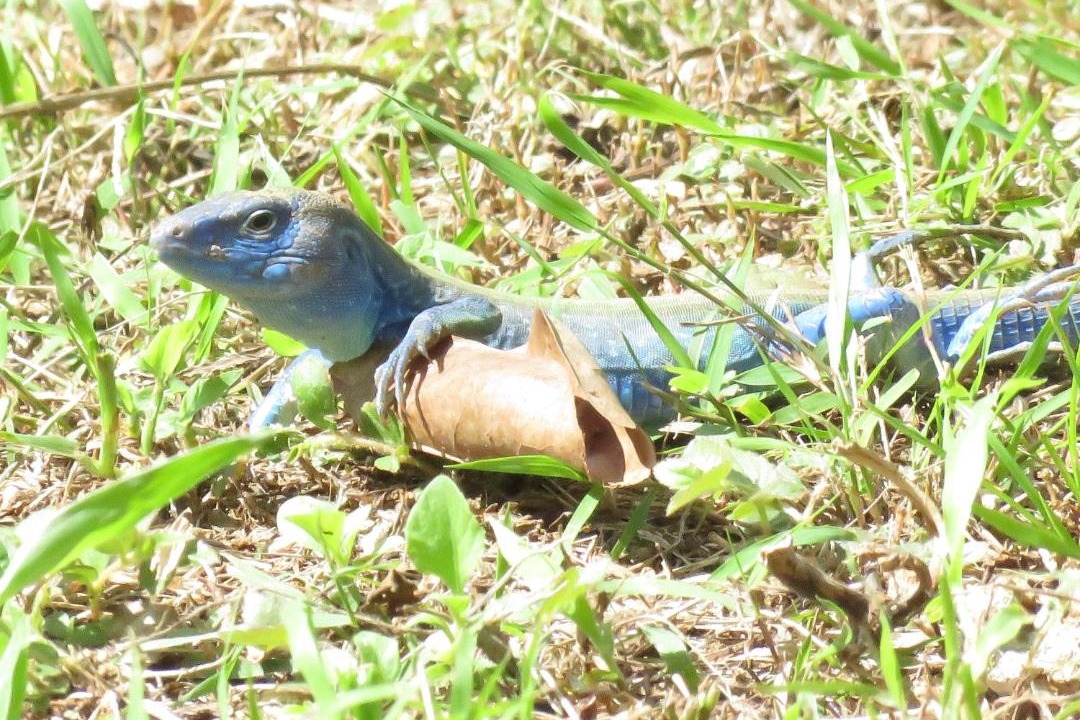 Photo of Others in Punta Sur