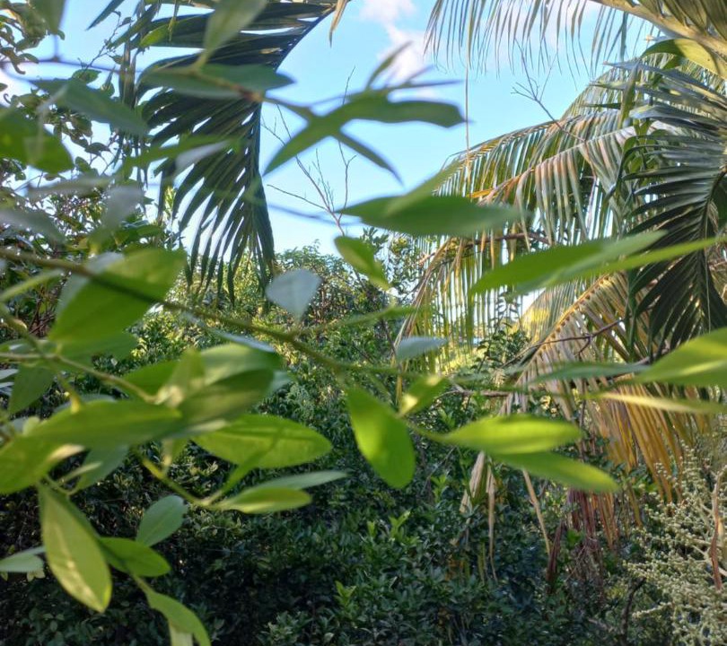 Photo of Others in Mata de Platano