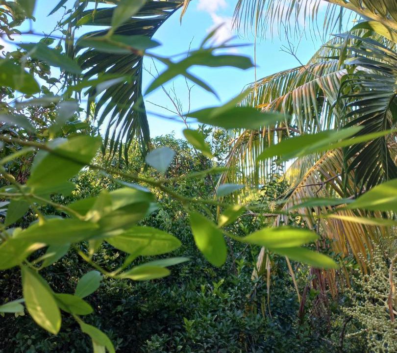 Photo of Others in Mata de Platano