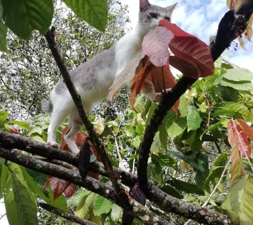 Photo of Others in Samana