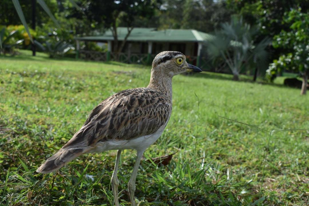 Photo of Others in Tauramena