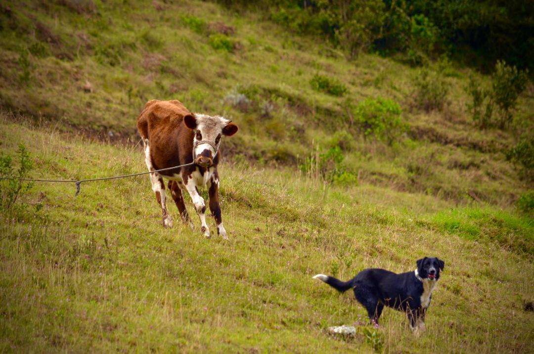 Photo of Others in Cundinamarca