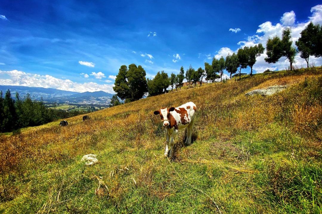 Photo of Others in Cundinamarca