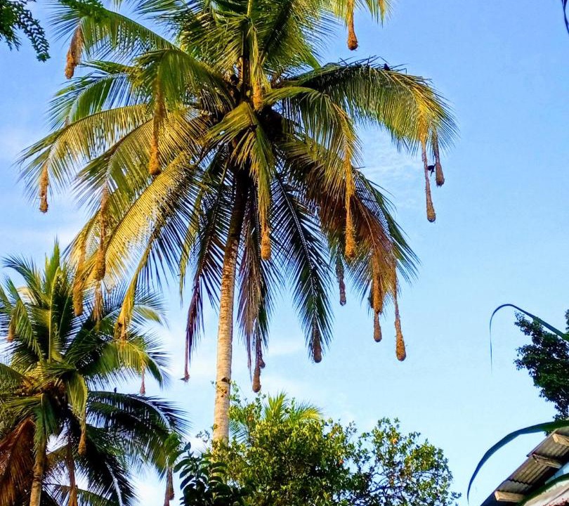 Photo of Others in Nuqui
