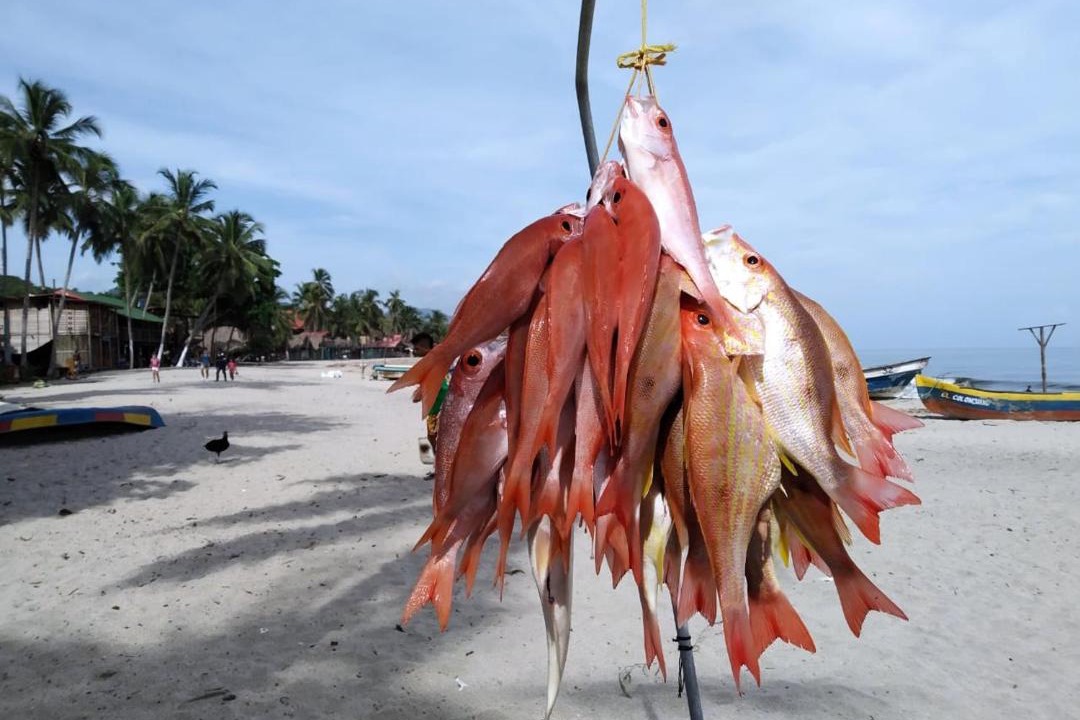 Photo of Others in Palomino
