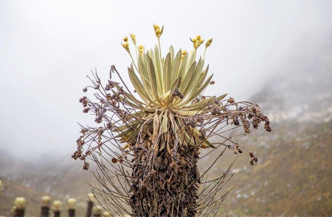 Photo of Others in El Cocuy