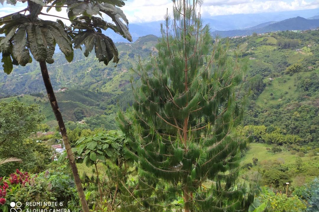 Photo of Others in Manizales