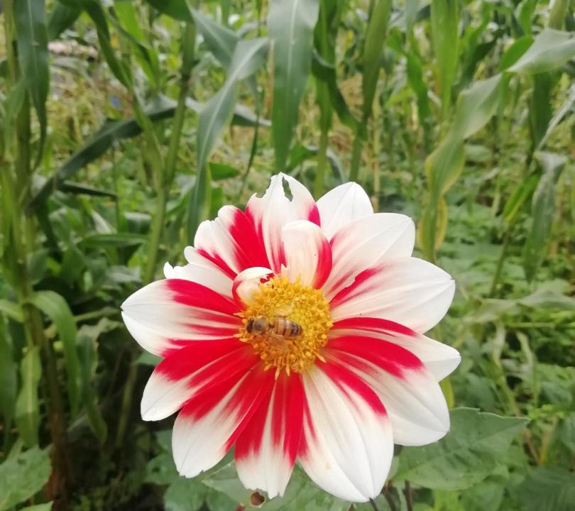 Photo of Outdoor in San Mateo