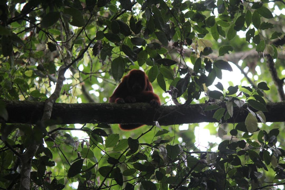 Photo of Others in Alegrias