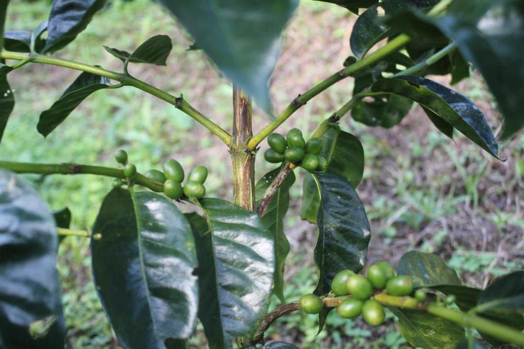 Photo of Others in Alegrias